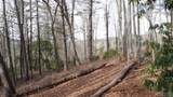 Lot 40 Lilium Lane - Photo 26