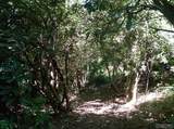 Lot 210 Wild Berry Court - Photo 7