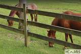 15 Equine Drive - Photo 84