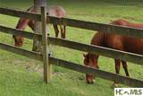 15 Equine Drive - Photo 83