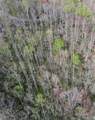 Lot 96 Black Oak Drive - Photo 7