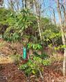 LS 24 Lakeside Trail - Photo 6