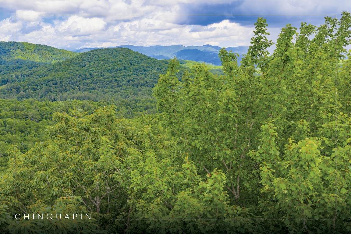 C45 Roaming Road - Photo 1