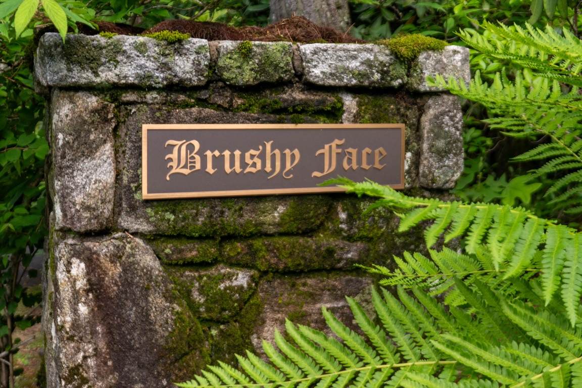 TBD Brushy Face Road - Photo 1