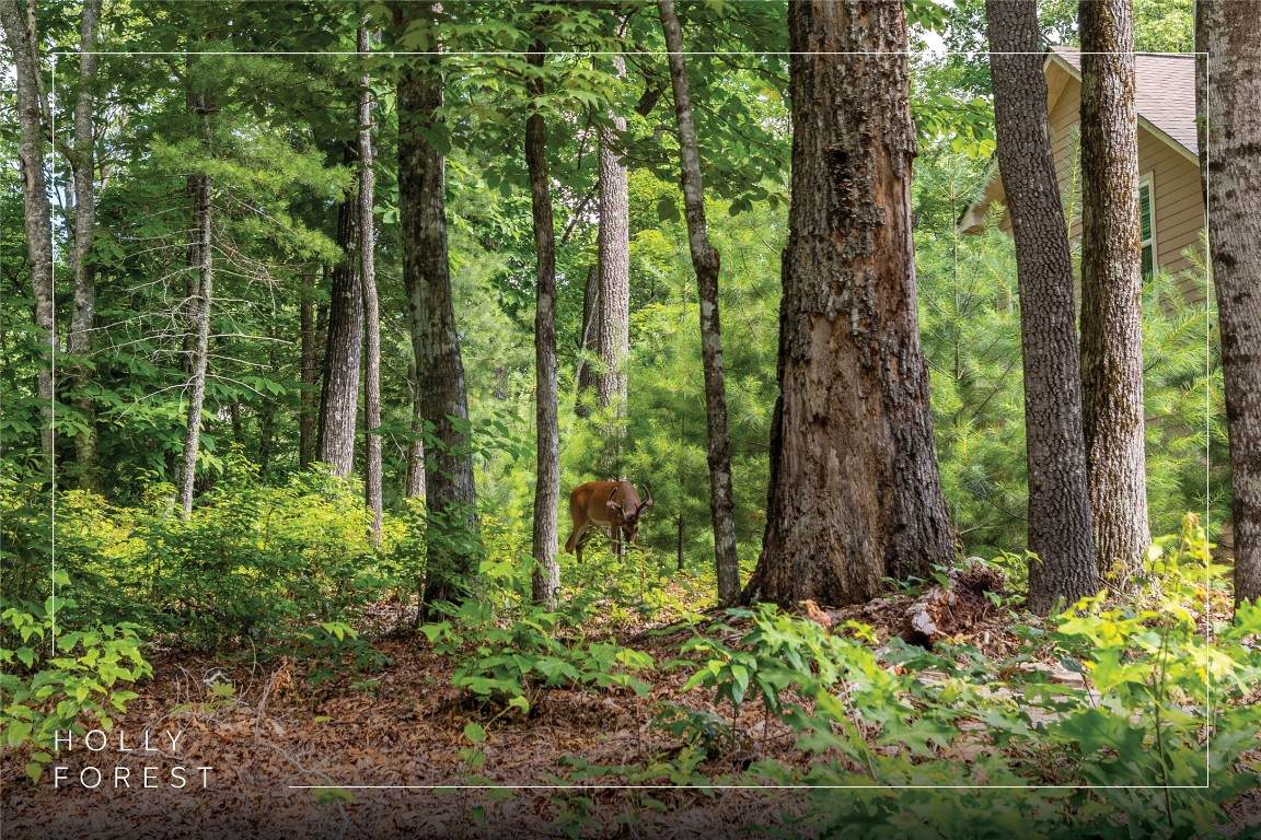 Lot 4 Laurel Drive - Photo 1