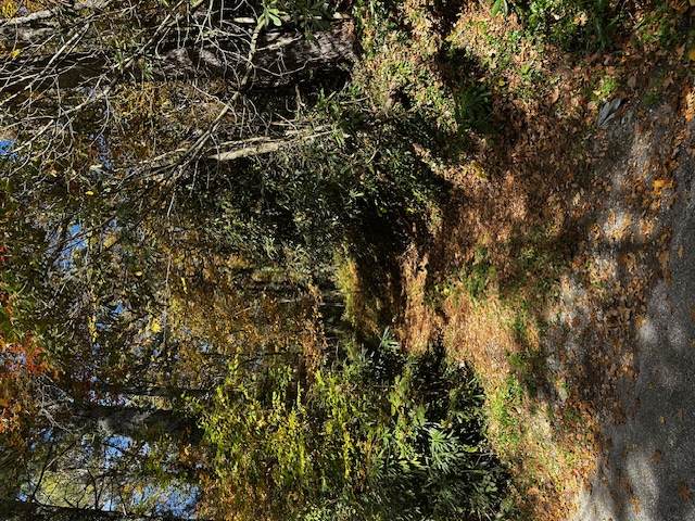 TBD Foreman Road - Photo 1