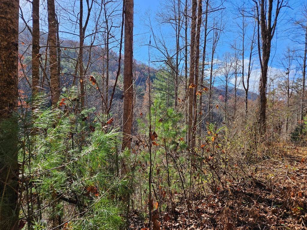 2611 Wayehutta Road - Photo 1