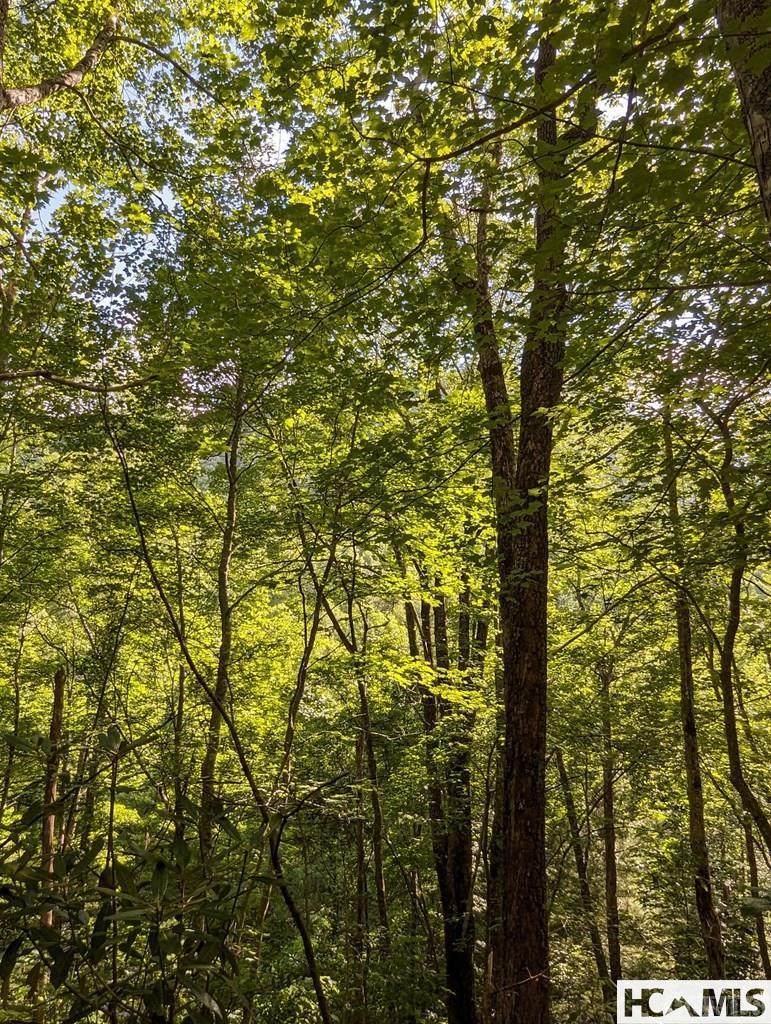 Lot 24 Pilot Knob Road - Photo 1