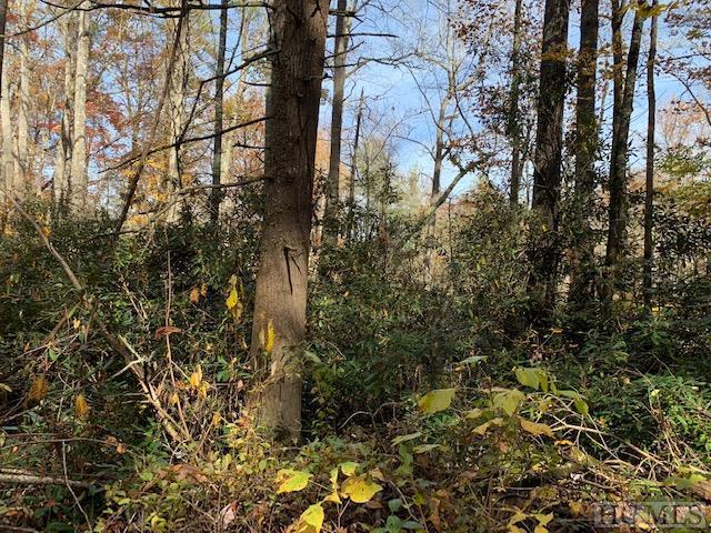 TR 3 Fenley Forest Trail - Photo 1