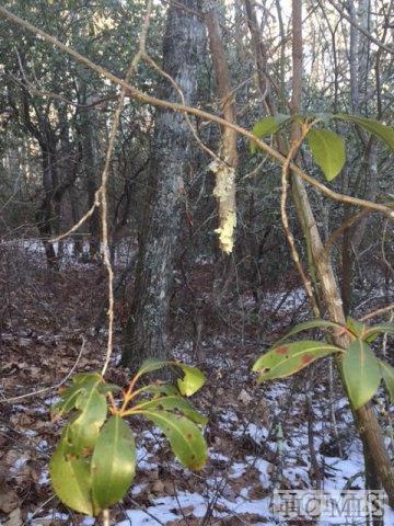 N/A Deer Run Road - Photo 1
