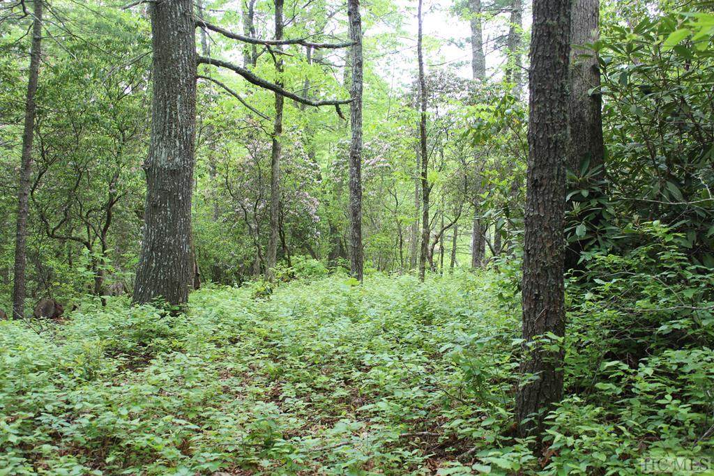 23 Woods Mountain Trail - Photo 1