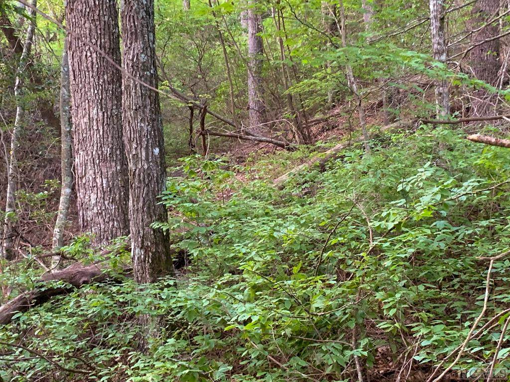 Lot 43 Spring Forest Road - Photo 1