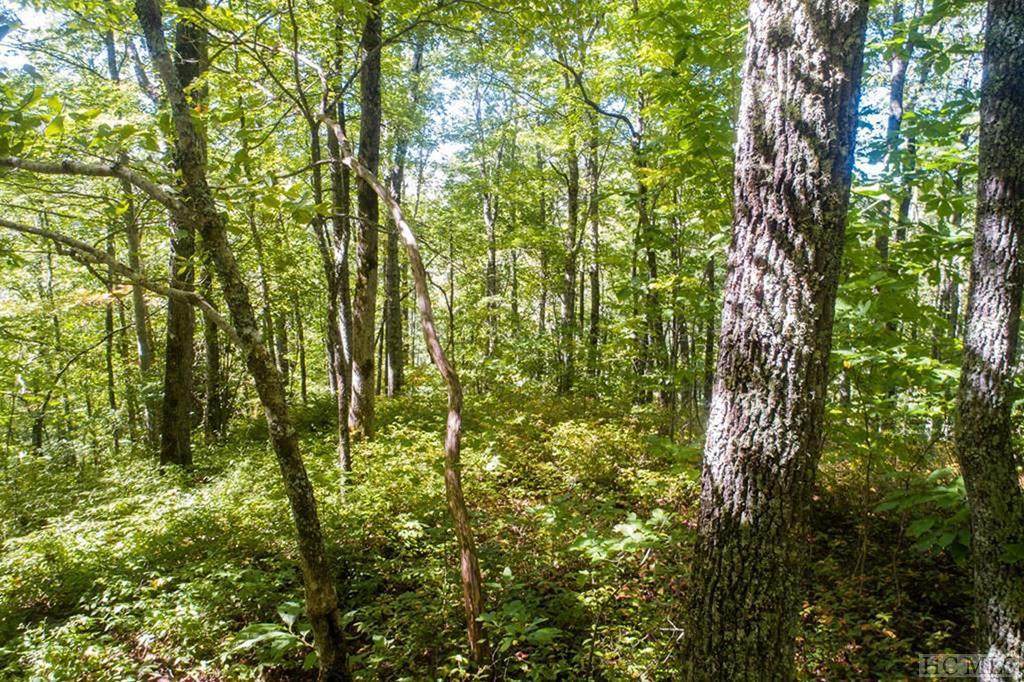 Lot 238 Crossvine Drive - Photo 1
