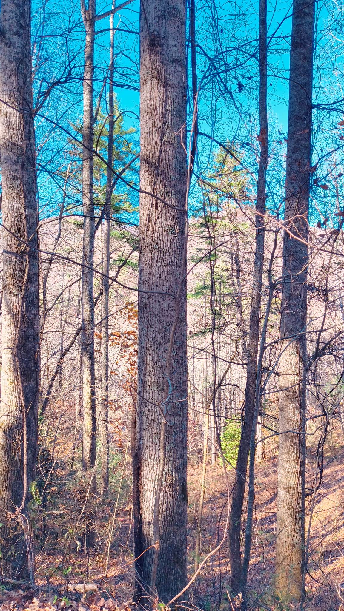 Lot 15 Mountain Air Road - Photo 1