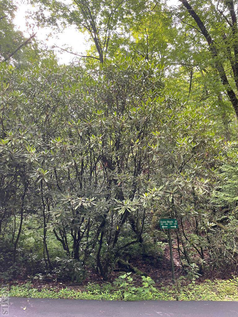 n/a Azalea Woods Drive - Photo 1