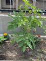 600 8th Street - Photo 38