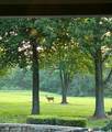 9701 Timber Meadows Drive - Photo 42