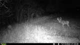  Staley Mound Rd. Road - Photo 4