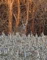  Se 321st Road - Photo 67