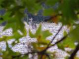  Se 321st Road - Photo 70