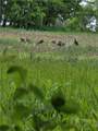  Se 321st Road - Photo 75