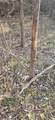  207th Street - Photo 10