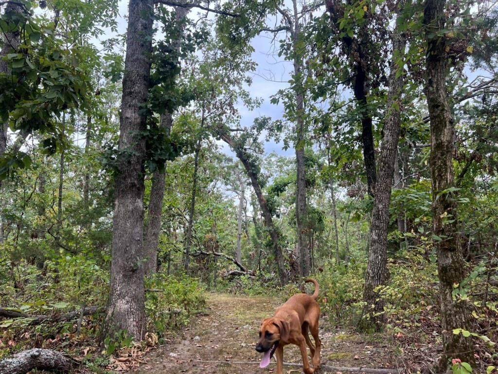  Canfield Lane - Photo 1