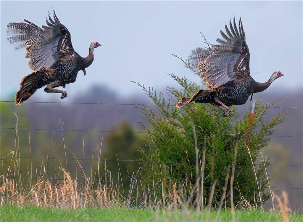 TBD 101st Road - Photo 1