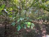 124 ACRES Cub Run Highway - Photo 10