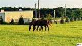 94 Risen Cemetery Road - Photo 13