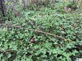 Tract 7 Cook Lane - Photo 3
