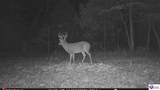 Tract G Sutzer Creek Road - Photo 25