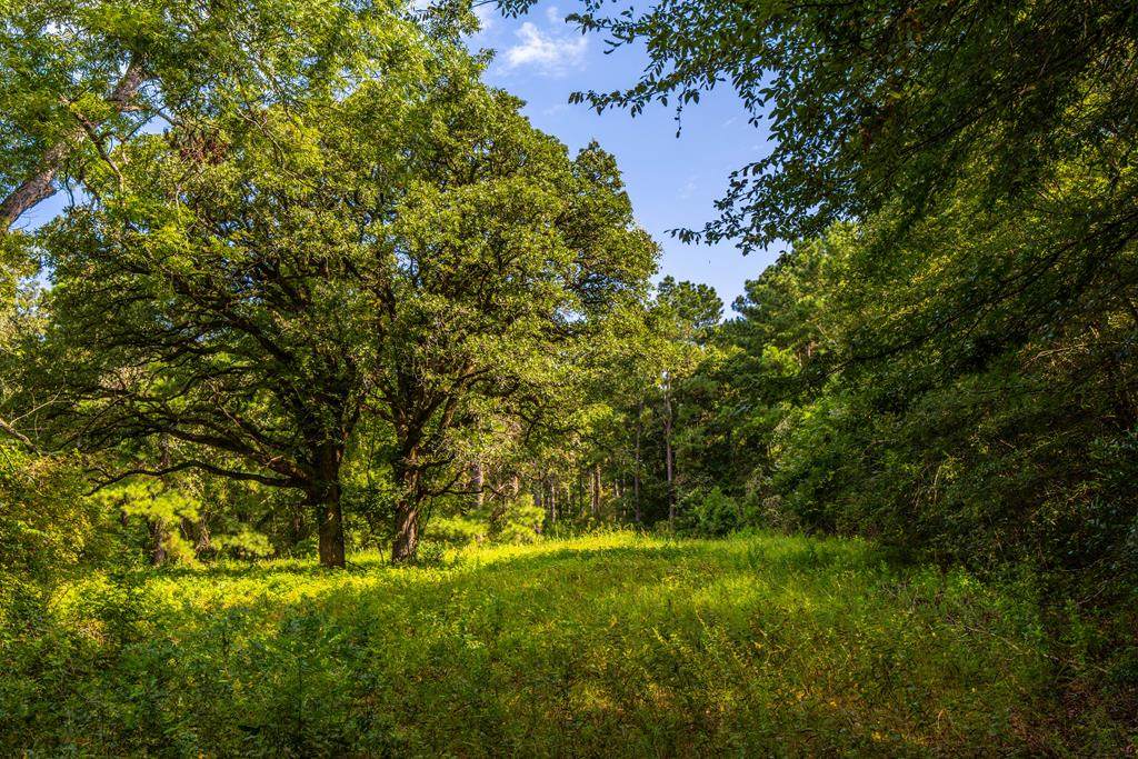 Tract 6 Hwy 155 - Photo 1
