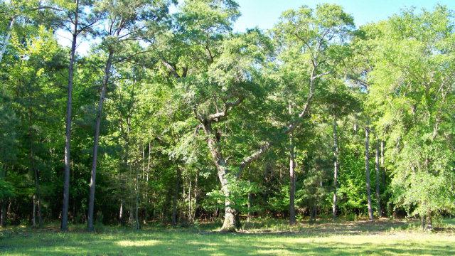 CR 3115 Hwy 155 - Photo 1