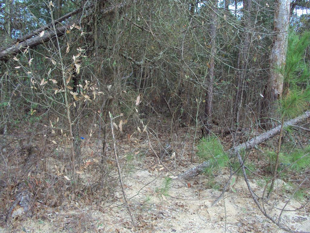 240, 244 Pine Ridge - Photo 1 240, 244 Pine Ridge - Photo 1
