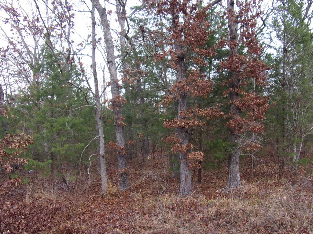 tbd Whippoorwill - Photo 1