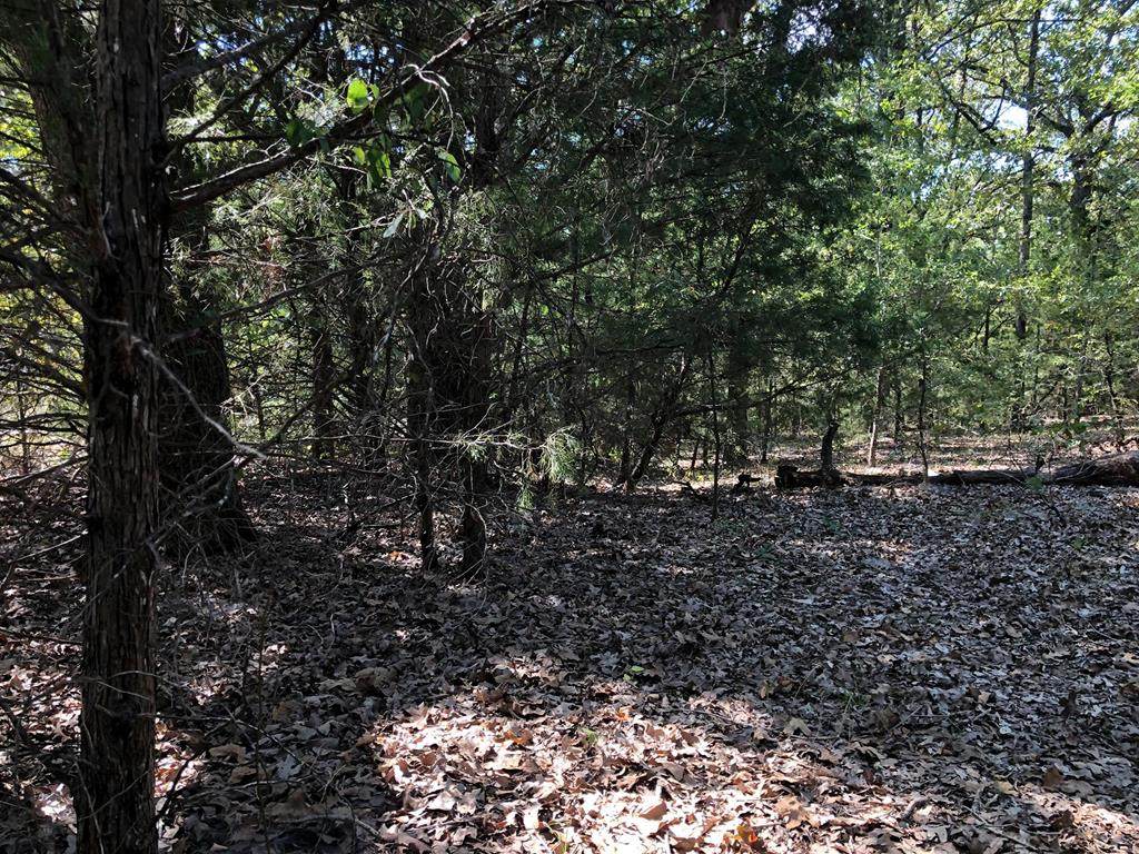 0 Running Bear - Photo 1