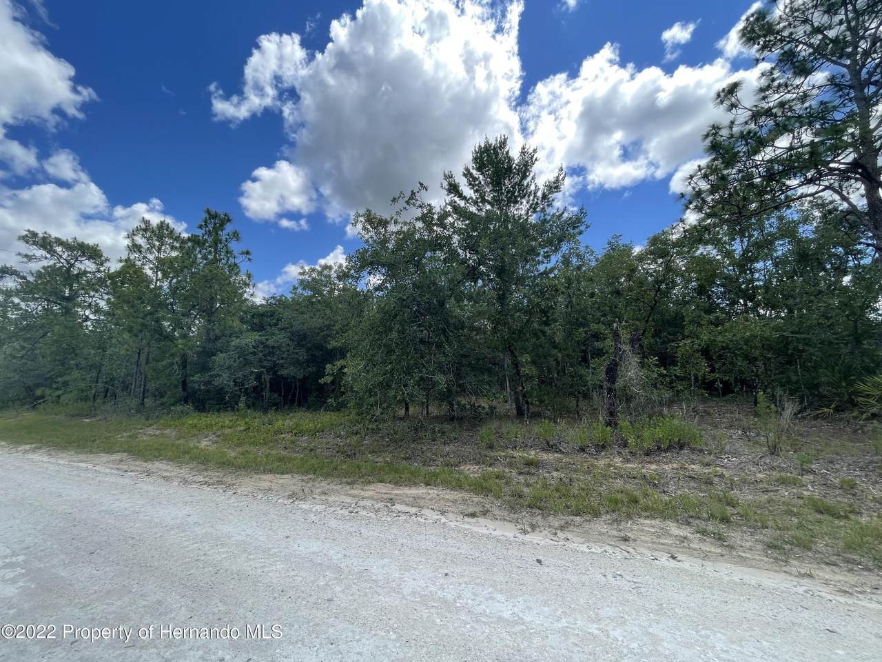Lot 29 Eastern Phoebe - Photo 1