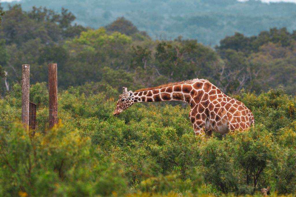104 Yo Ranch Rd - Photo 1