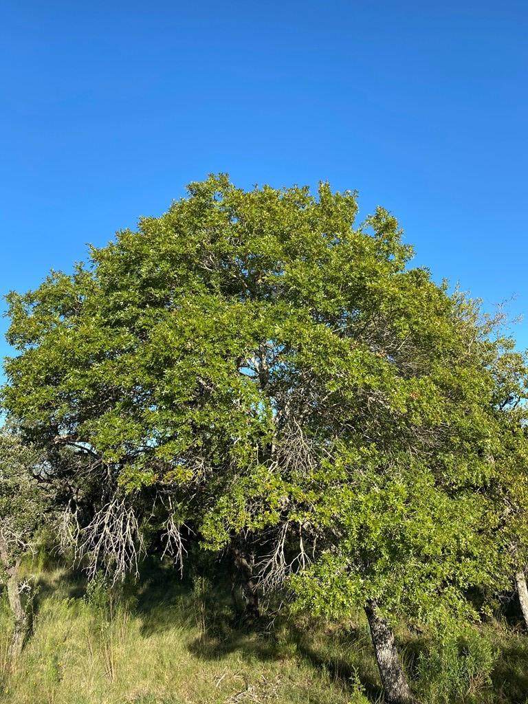 100 High Point Ranch Rd. - Photo 1