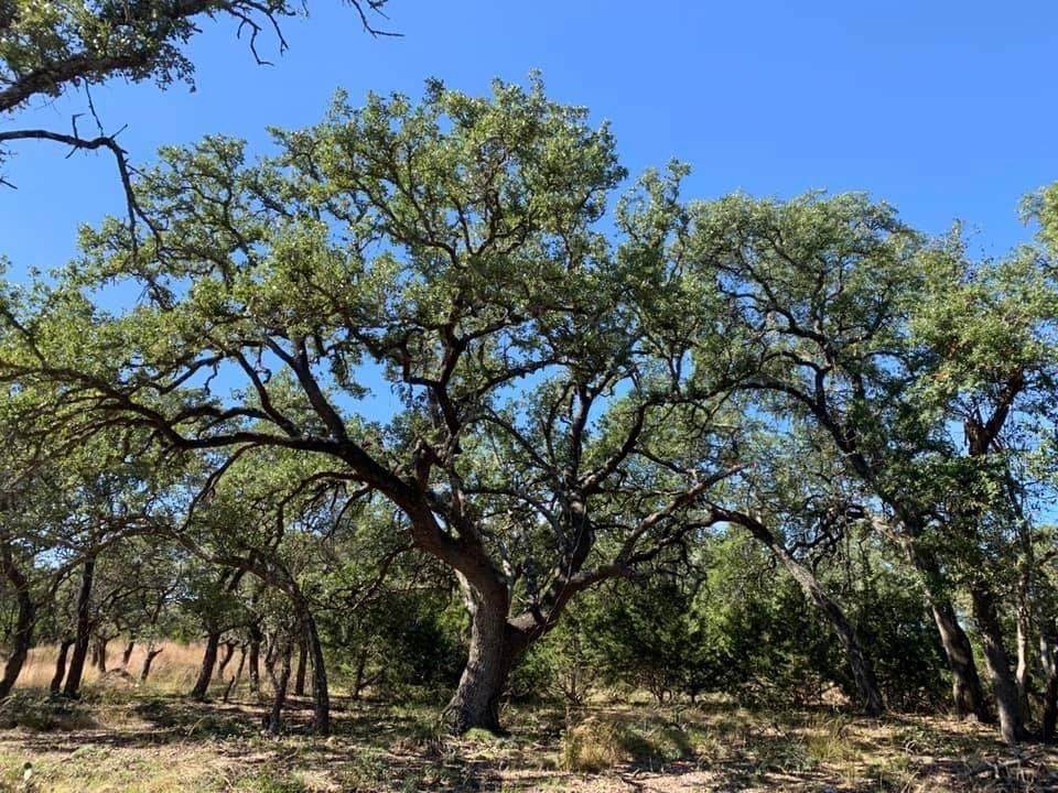 110 Vaquero Dr - Photo 1