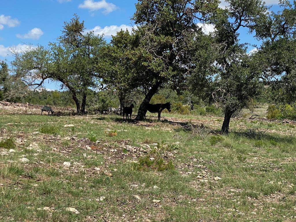 000 Pecan Creek Rd - Photo 1