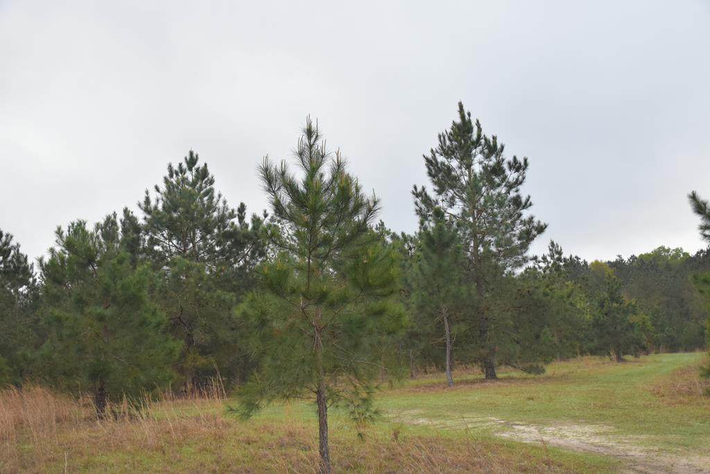 LOT 1 S. T. Morris Road - Photo 1