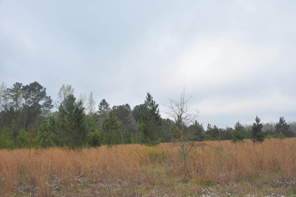 LOT 3 S. T. Morris Road - Photo 1
