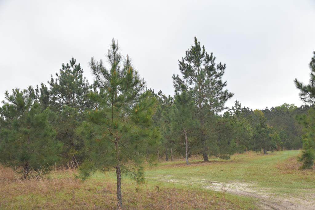 LOT 4 S. T. Morris Road - Photo 1