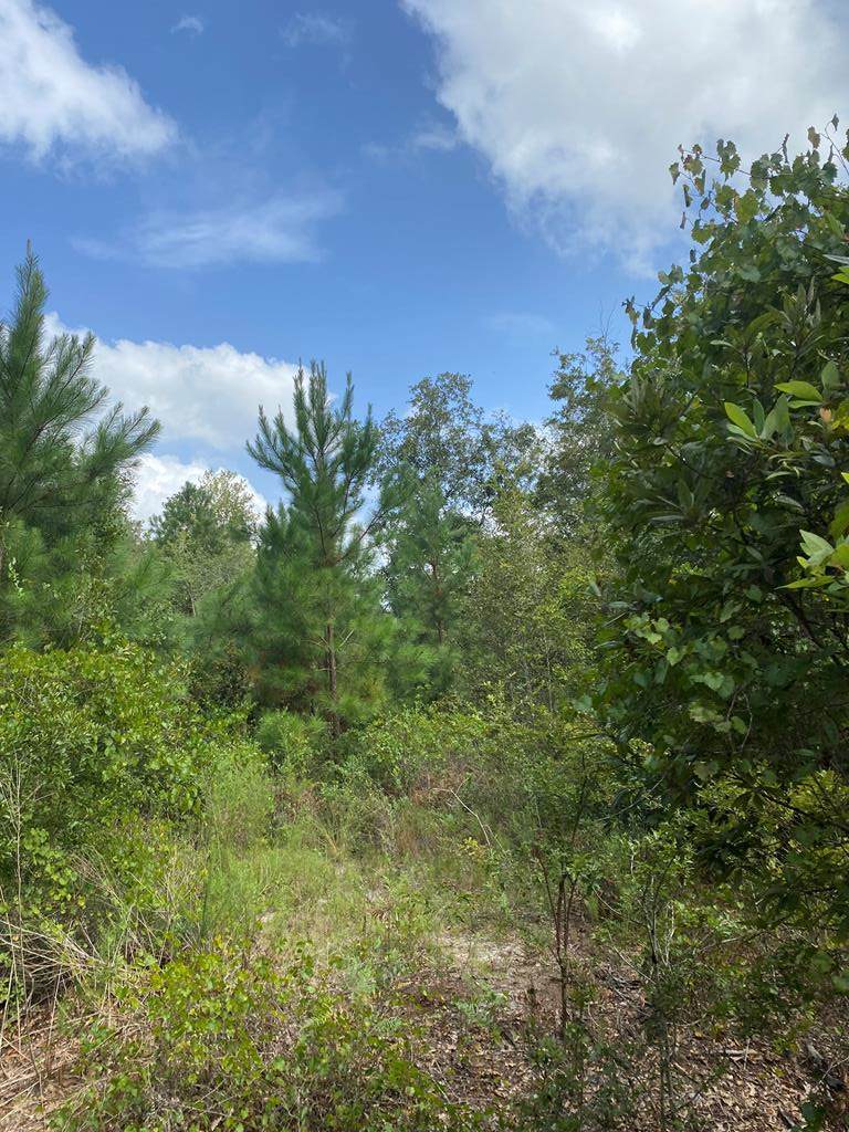 Tract 3 Bay Acres Road - Photo 1