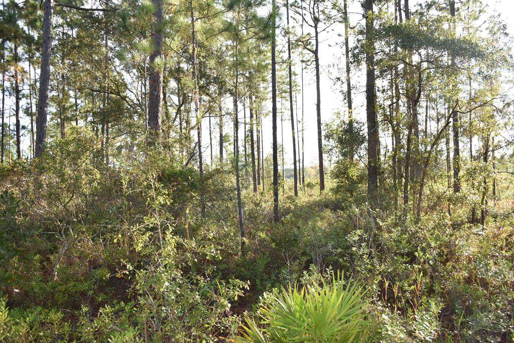 0 Frazier Harris Road - Photo 1