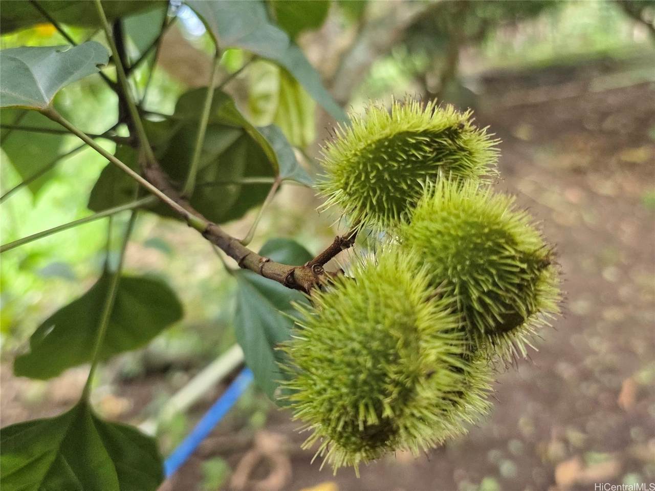 https://bt-photos.global.ssl.fastly.net/honolulu/1280_boomver_2_202604314-2.jpg