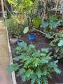 423 Kaiolu Street - Photo 11