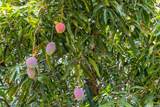 84-363 Ikuone Place - Photo 17